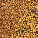 grains typically used for animal feed