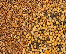 grains typically used for animal feed