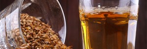 distillery grains
