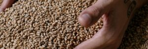Brewery Grains