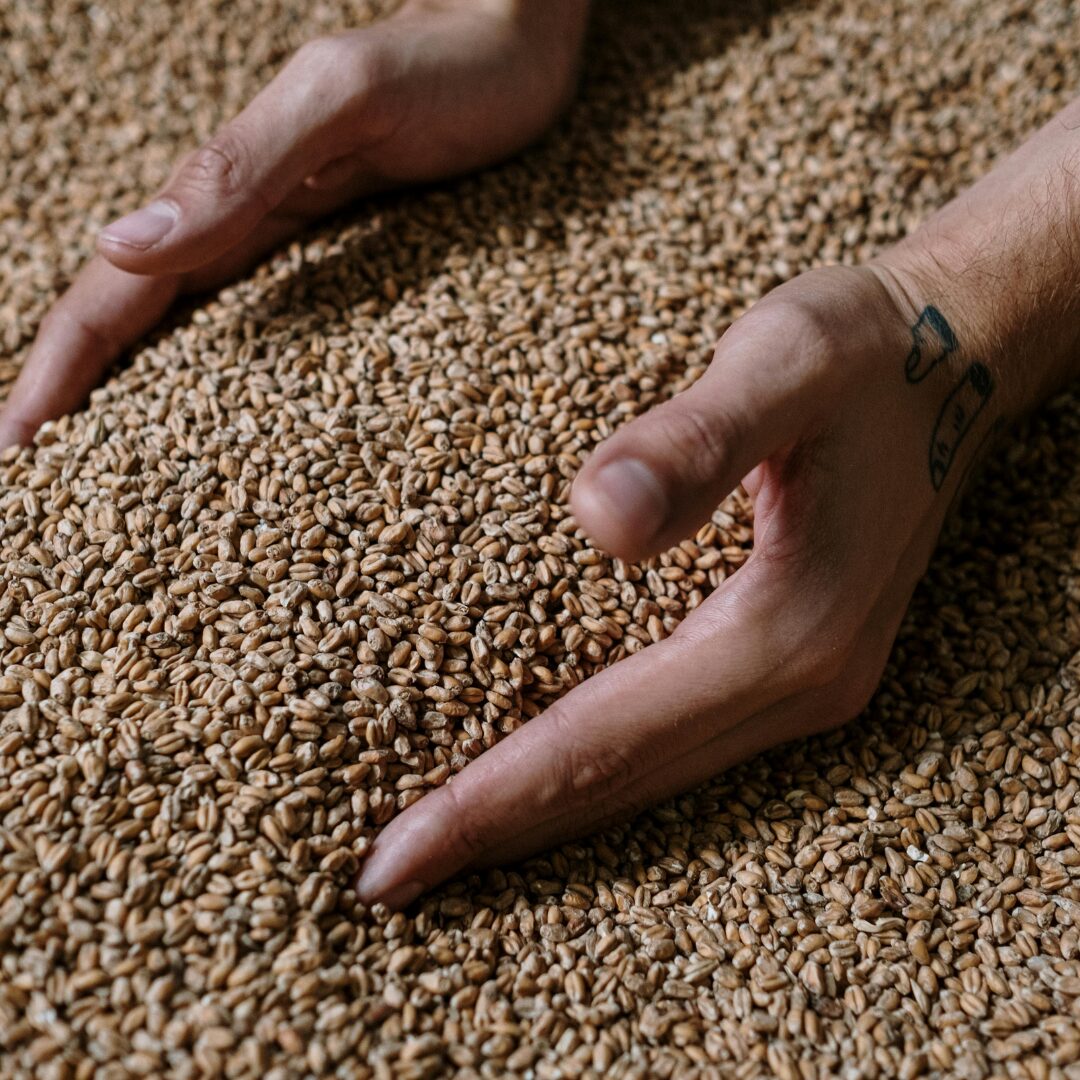 Brewery Grains