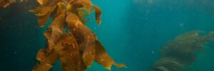 Seaweed underwater